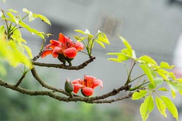 4 loại cây mọc dại, dễ kiếm nhưng là kháng sinh tự nhiên, người Việt chưa biết để dùng - Ảnh 3.