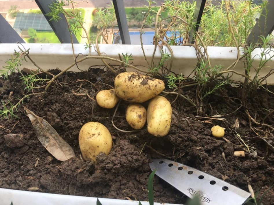 Hướng dẫn bạn cách trồng khoai tây cực dễ từ củ mọc mầm - Ảnh 2.