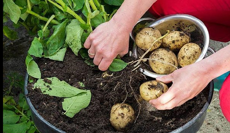 Hướng dẫn bạn cách trồng khoai tây cực dễ từ củ mọc mầm - Ảnh 4.