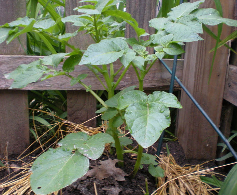 Hướng dẫn bạn cách trồng khoai tây cực dễ từ củ mọc mầm - Ảnh 3.